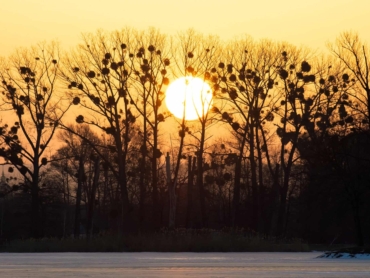 Bright yellow setting sun behind black bate trees.