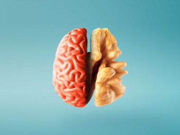 Creative concept of a healthy brain on a blue background. Close-up.