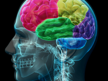 brain-coloed-sections-2024-11-27-00-13-26-utc